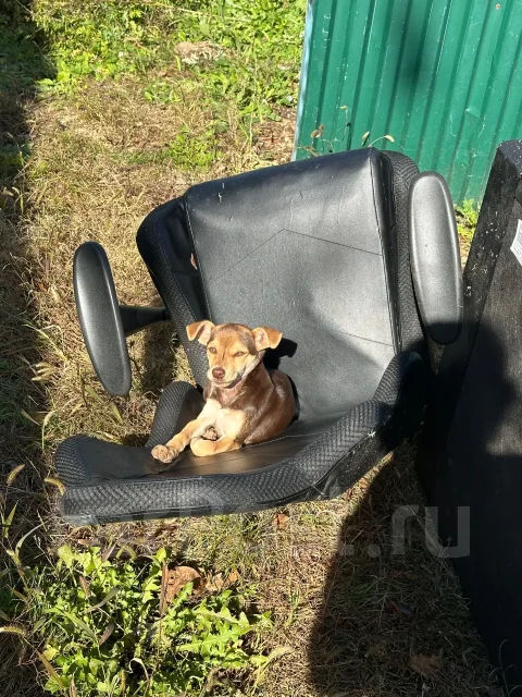 ������. ����