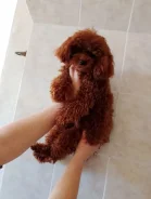 ���������� ������. ����