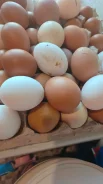 ����. ����