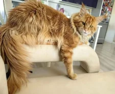 �����. ����