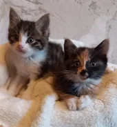 �����. ����