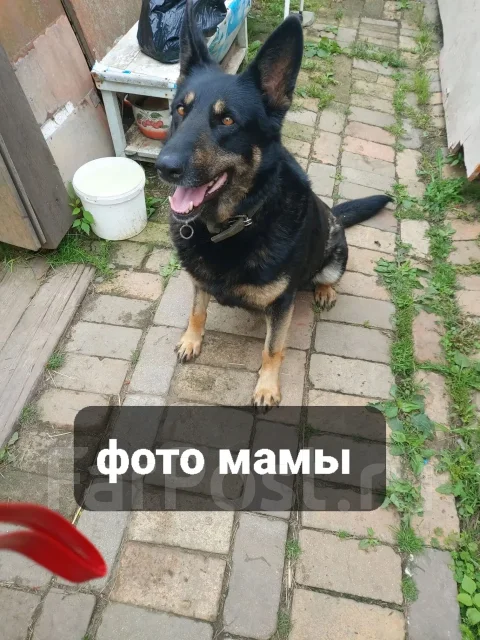 �������. ����