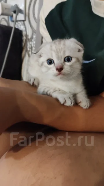 ����������� ��������� �����. ����
