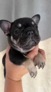 ����������� �������. ����