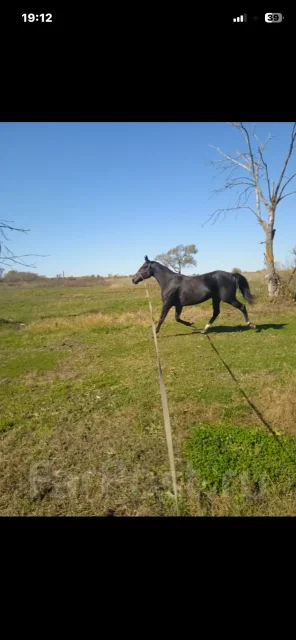 ������ ����