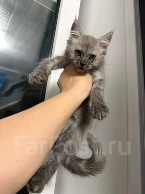 ����-���. ����