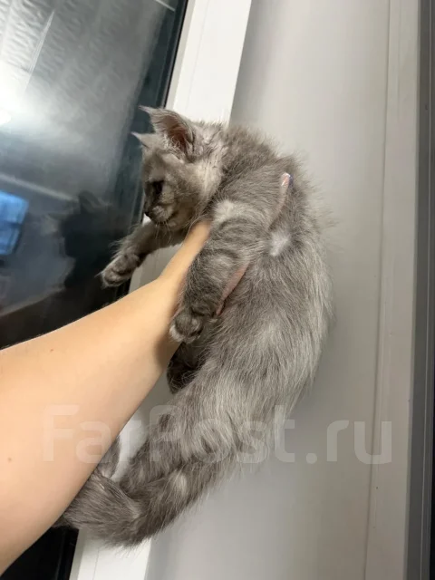 ����-���. ����