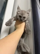 ����-���. ����