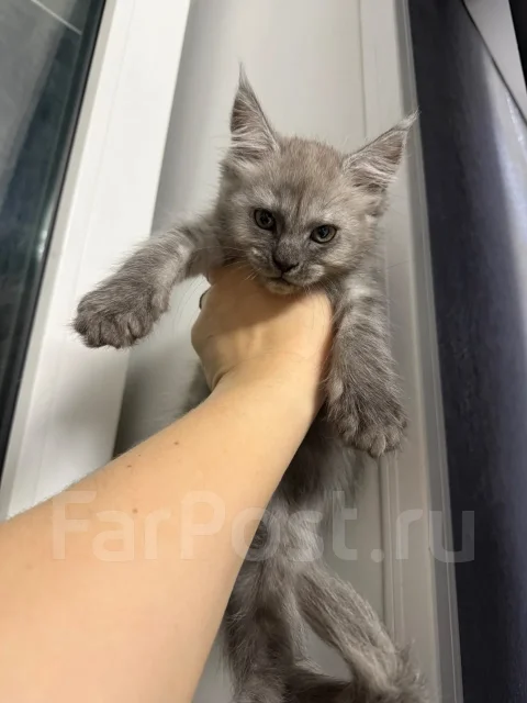 ����-���. ����
