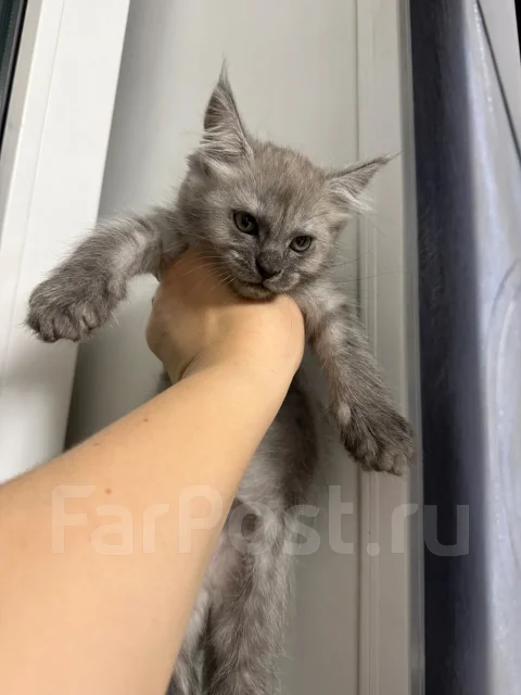 ����-���. ����