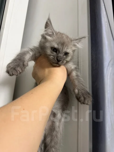 ����-���. ����