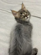 ����-���. ����
