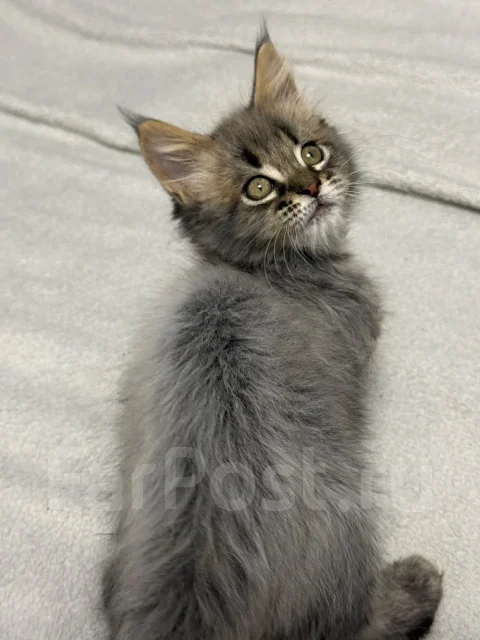 ����-���. ����
