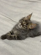 ����-���. ����