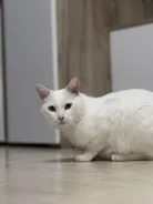 �����. ����