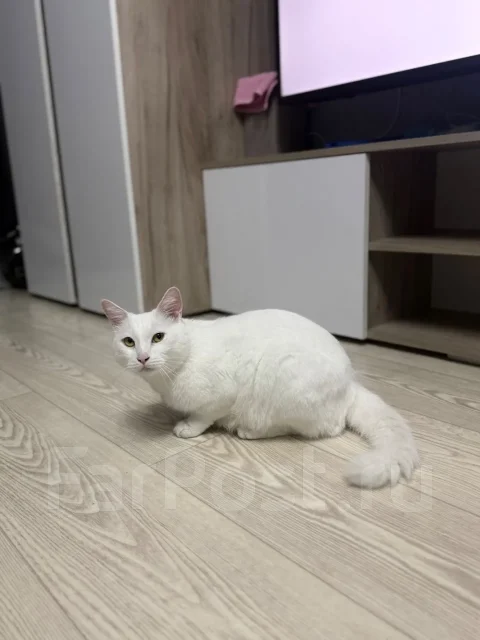 �����. ����