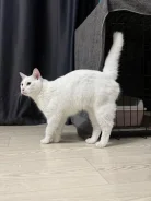 �����. ����