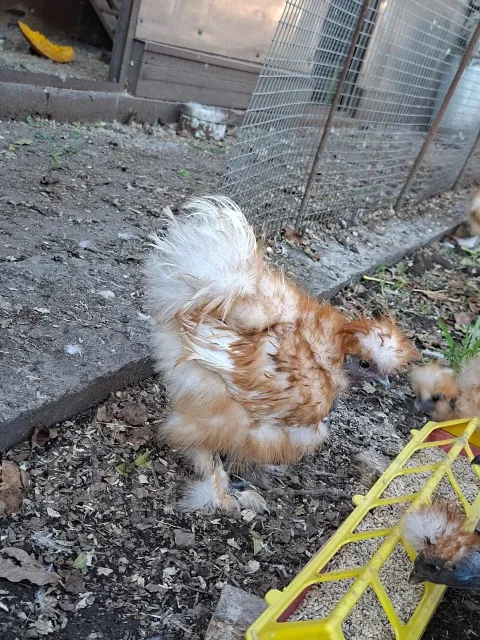 ����. ����