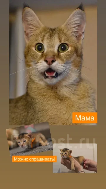 �����. ����