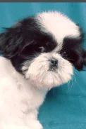 ��-���. ����
