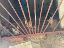 �����. ����
