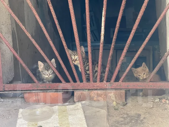 �����. ����