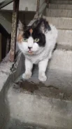 �����. ����