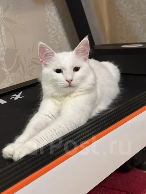 �����. ����