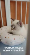 �����. ����