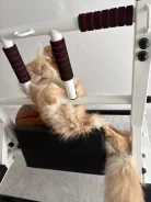 ����-���. ����