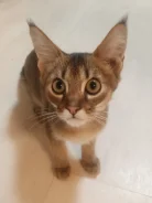 �����. ����