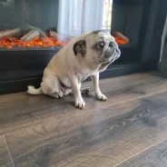 ����� ����� ����