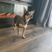 ����� ���-������� ����