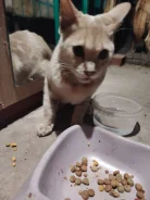 �����. ����