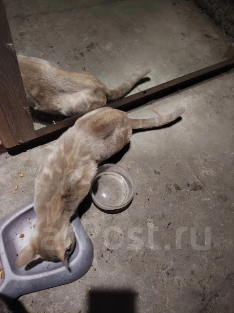 �����. ����