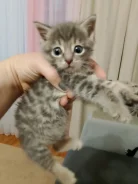 �����. ����