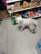 ������. ����