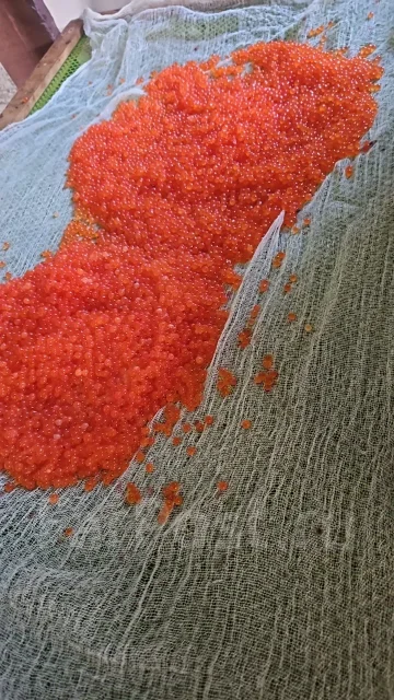 ���� ����. ����