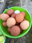 ����. ����