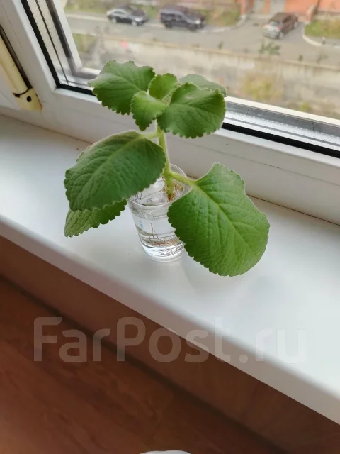 �������� �������� ����