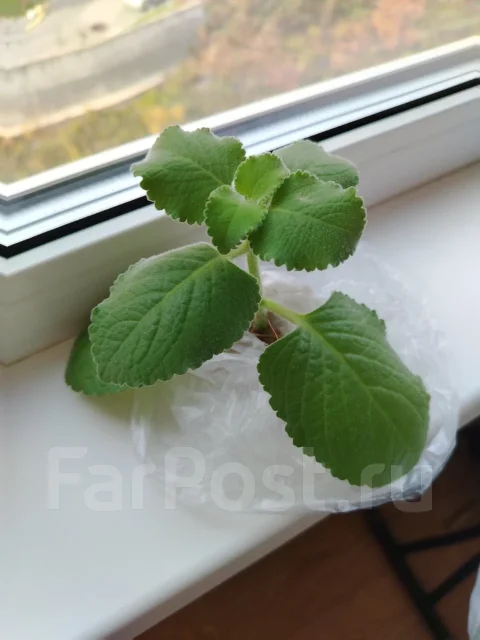 �������� �������� ����