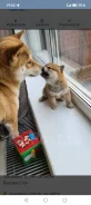 ����-���. ��� ����� �� ������������ ����