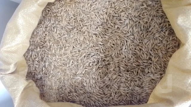 ����. ����
