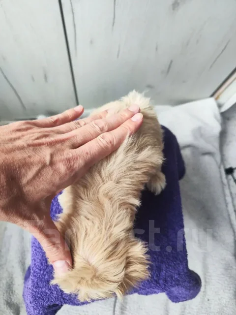 ����� ������� ������� ����