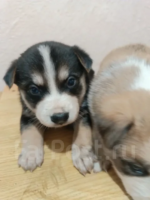 ����� ������ ! ����