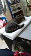 �����. ����