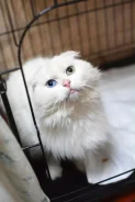 �����. ����