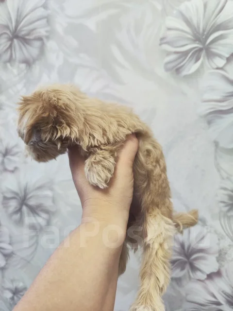 ��������. ����