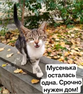 �����. ����