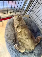 �����. ����